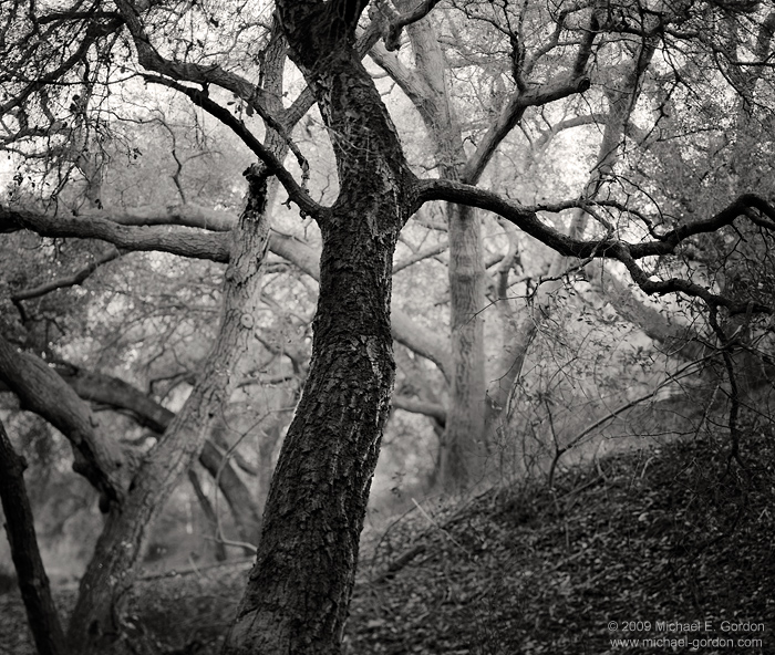 black and white photography trees. lack and white, fine art