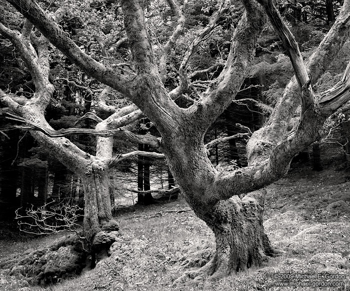 black and white oak tree pictures. lack and white, oak trees