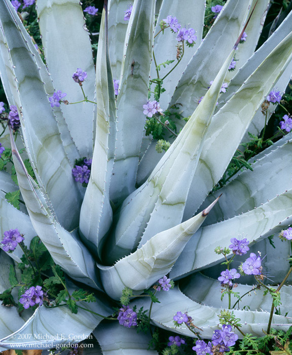 picture, photo, agave, phacelia, wildflowers, Anza Borrego, fine art print, photo