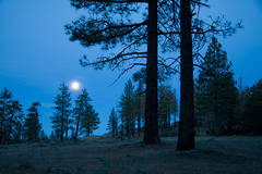 Blue Moon
