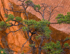 Pinyon & Sandstone