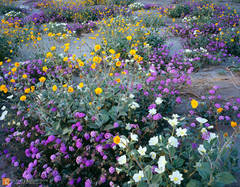 Spring Bloom