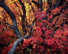 Amongst the Maples