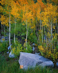 Aspen Study