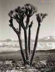 The Joshua Tree