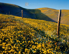 Coreopsis Hills