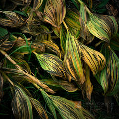 Beauty in Decay