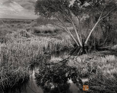 Cottonwood Pond