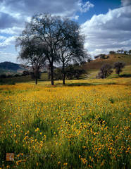 California's Gold