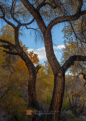 Magnificent Trees