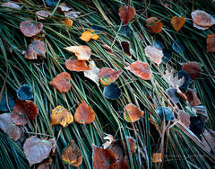 Frosted Cottonwood Leaves and Grass