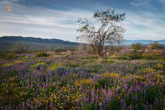 Ironwood Sunrise