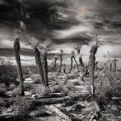 Joshua Trees, Indian Summer Sky