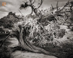 Juniper Study
