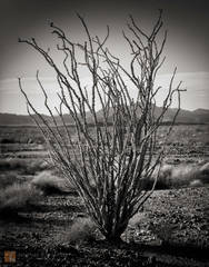 Ocotillo Study