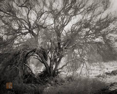 Palo Verde Study