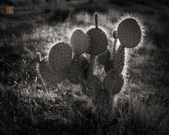 Prickly Paradox