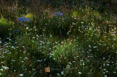 Preston's Meadow