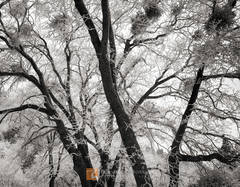 Rimed Oaks