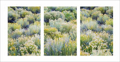 Rabbitbrush Garden