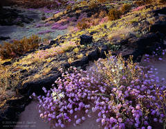 Sand Verbena and Desert Lily