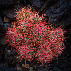 Crimson Cottontop