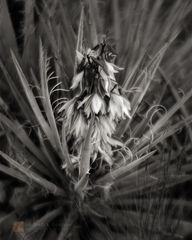 Yucca Baccata