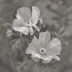 Bristled Beauty