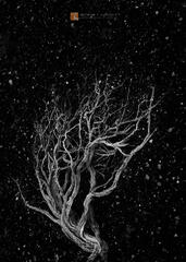 Holly NIght