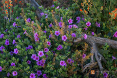 Spring Desert Garden