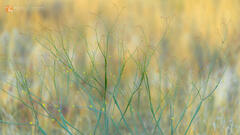 Dreamy Trumpets