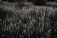 Desert Candles