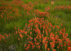 Red Meadow