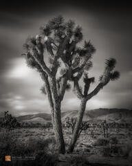 The Joshua Tree