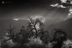 Bosque del Muerte