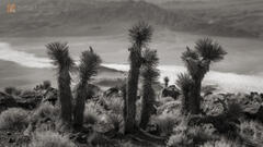 Nomads