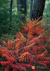 Sumac Surprise