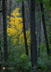 Forest Fire