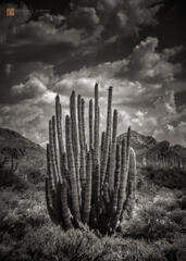 Organ Pipe Study