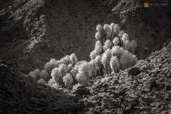 Wild Desert Fan Palms (Washingtonia filifera) at the Fortynine Palms Oasis, Joshua Tree National Park, California.