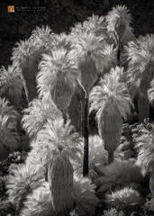 Wild Desert Fan Palms (Washingtonia filifera) at the Fortynine Palms Oasis, Joshua Tree National Park, California.