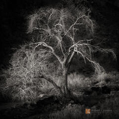 Luminous Cottonwood