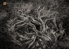 Old Growth Buckwheat