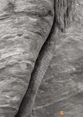 A wild Desert Fan Palm (Washingtonia filifera) in San Andreas Canyon, San Jacinto Mountains, California.