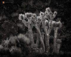 Jean's Trees
