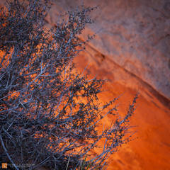 Glowing Blackbrush