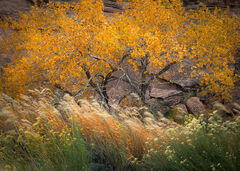 Cottonwood, Phragmites, and Rabbitbrush 