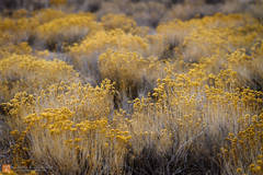 Winter Fallow