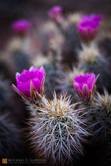 Engelmann's Hedgehog Cactus