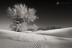 Chuckwalla Dunes